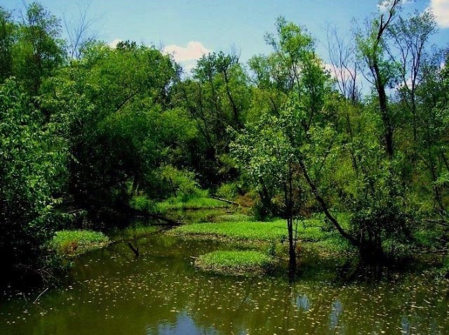 This is the swamp located adjacent to Lemuel Beenes Mississippi plantation. Photo Credit: Bob Franks (2006)
