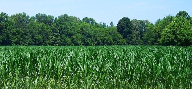 Field shot of land that we tilled before the start of the Civil War. Photo Credit: Bob Franks (2006)